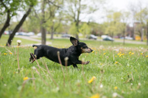 The dogs know: summer is here, and it's time to frolic!